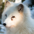 arctic fox wallpaper ikon