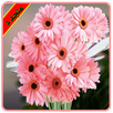 اجمل صور ورد و زهور APK