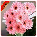 اجمل صور ورد و زهور APK