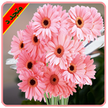 اجمل صور ورد و زهور