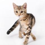 Cat Sounds আইকন