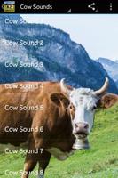 Cow Sounds Affiche
