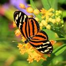 Butterfly Wallpapers APK