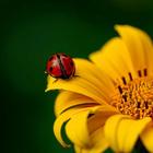 Ladybug Wallpapers icon