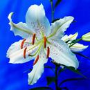Lily Wallpapers APK
