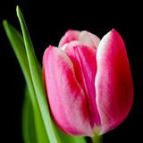 Tulip Wallpapers icon