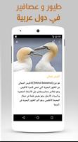 Arabic birds capture d'écran 2