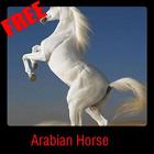 Arabian Horse icône