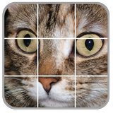 Cats Puzzles 图标