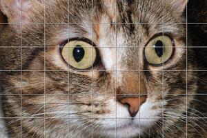 Cats Puzzles 海报