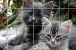 Cats Puzzles 截图 1