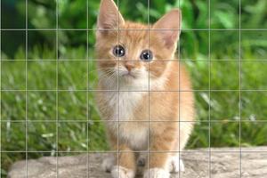 Cats Puzzles 截图 2