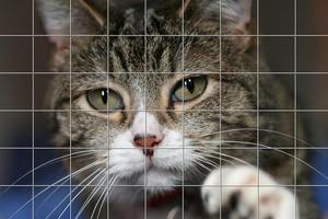 Cats Puzzles 截图 3