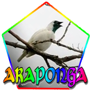 CANTO DA ARAPONGA (Procnias nudicollis) APK