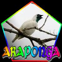 CANTO DA ARAPONGA poster