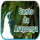 Canto da Araponga icono