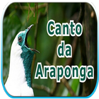 Canto da Araponga-icoon