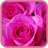 صور و خلفيات ورود جميلة