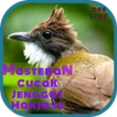 Masteran Cucak Jenggot Makjoss