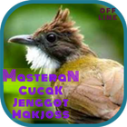 Masteran Cucak Jenggot Makjoss icon
