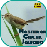 Masteran Ciblek Jawara icône