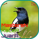 Masteran Kacer Juara OFFLINE aplikacja