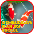 Membudidaya Ikan Koi Unggul icône