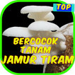 Bercocok Tanam Jamur Tiram
