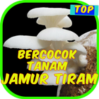 Bercocok Tanam Jamur Tiram icon