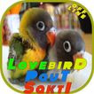 Lovebird Paut Sakti OFFLINE