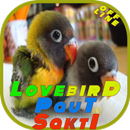 Lovebird Paut Sakti OFFLINE APK