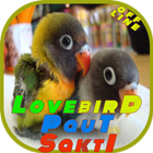 Lovebird Paut Sakti icon