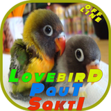 Lovebird Paut Sakti icon