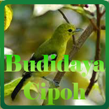 Budidaya Cipoh