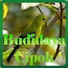 Budidaya Cipoh icon