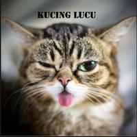 Poster video Kucing Lucu Lucu