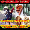 400 Ayam Bangkok Dan Rempah Untuk Ayam Aduan APK