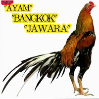 400+ Koleksi Ayam Bangkok poster