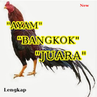 500+ Koleksi Ayam Bangkok Juara icon