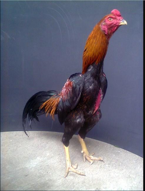 101 Gambar Ayam Gambar Ayam Paling Hist 101 Gambar Ayam Gambar Ayam Paling Hist