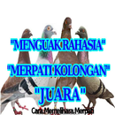 Rahasia Agar Merpati Kolongan Menjadi Juara APK