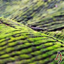Grasslands XP Theme APK