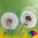 Dandelion Flowers XZ Theme APK