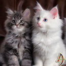 Fluffy Cats Xperien Theme APK