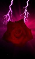 love rose 截图 3