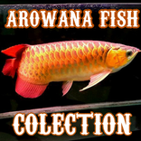 Collection de poissons arowana