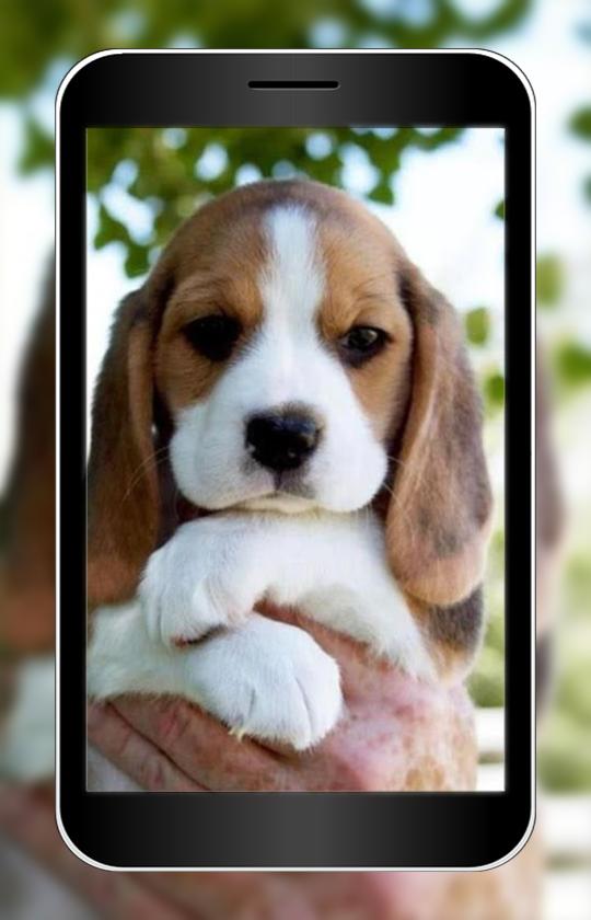 63+ Beagle Puppy Images Hd
