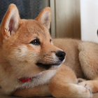 Shiba Inu Top HD HQ Wallpapers Themes icon