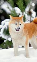 Shiba Inu Top HD HQ Wallpapers Themes Affiche