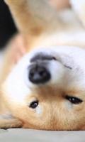 Shiba Inu Top HD HQ Wallpapers Themes اسکرین شاٹ 1